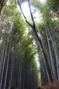 Bambuswäldchen am Sturmberg (Matsuo Basho war hier!) © Leopold Federmair
